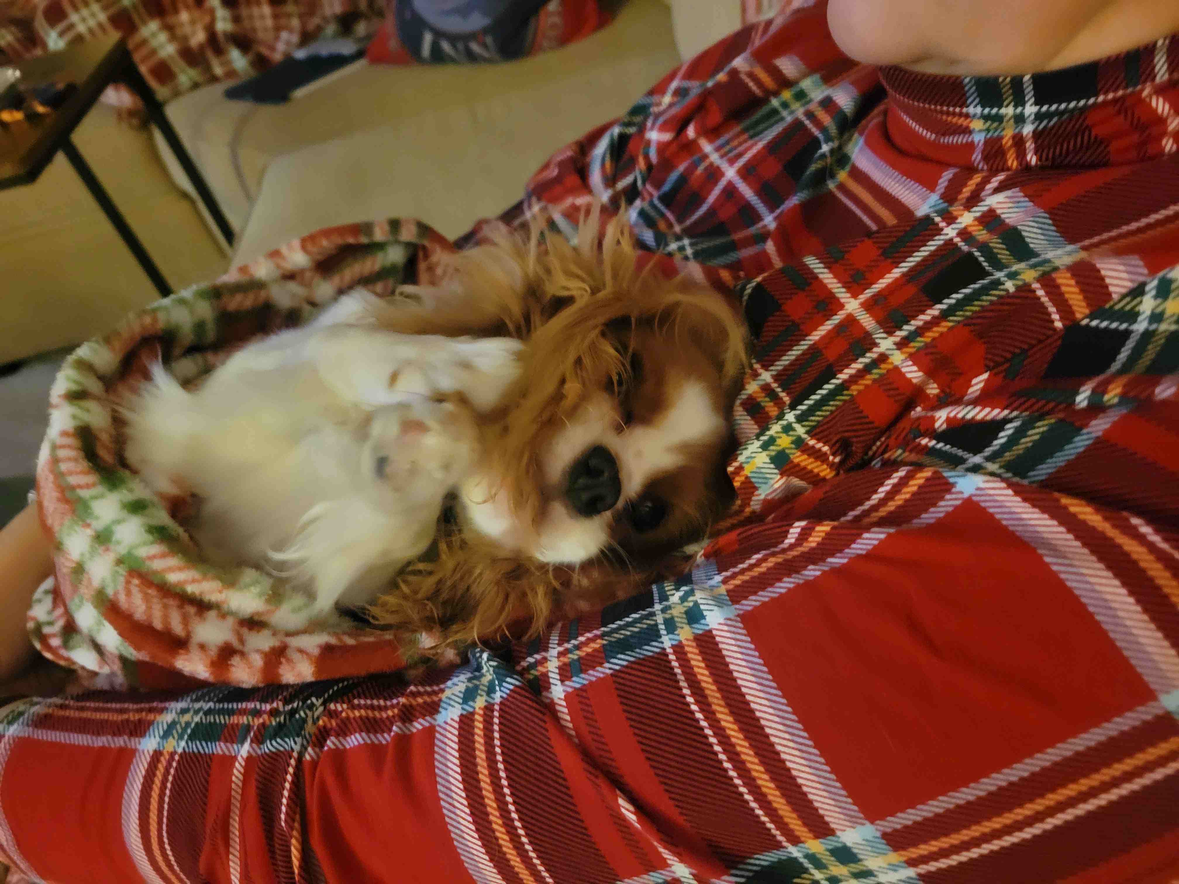 2024-12-23 Bingley bitting her ears.jpg